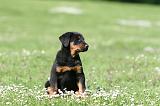 BEAUCERON - PUPPIES 365